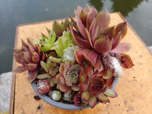 Sempervivum verschiedene