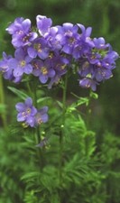 6 Stauden (Pflanzen) für