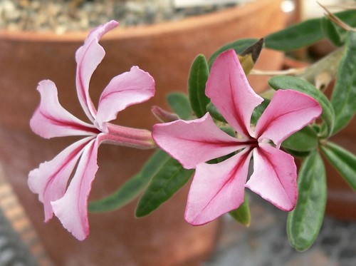 Pachypodium succulentum - , 3