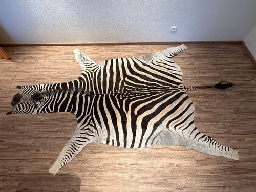 Echtes zebra fell von einem - echtes,