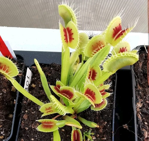 Dionaea muscipula red - muscipula, "red