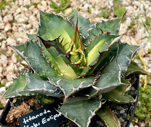 Agave titanota solar - solar, eclipse