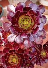 Aeonium Arboreum Black Rose