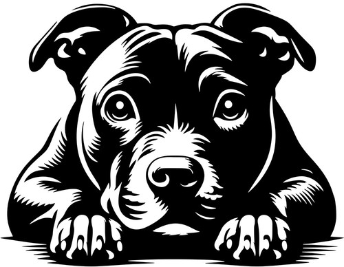 Staffordshire bullterrier - staffordshire,