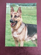 alte Hundepostkarte ANCO ? DEUTSCHER SCHÄFERHUND ? AK HUND 