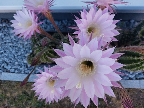 Kakteen echinopsis kugelkaktus - kakteen,