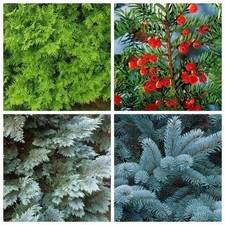 Koniferen-Blaufichten -Eibe