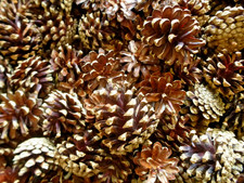 100 x neue Kiefernzapfen