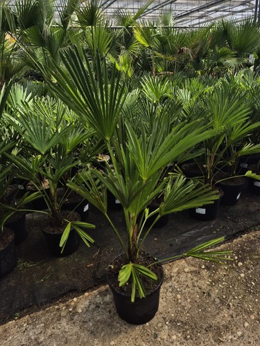 Hanfpalme trachycarpus - hanfpalme,