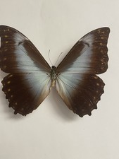 Entomologie*Morpho perseus sp