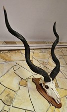 Kudu Afrika Jagdtrophäe Trophäe Taxidermy Schädel Hörner Geweih