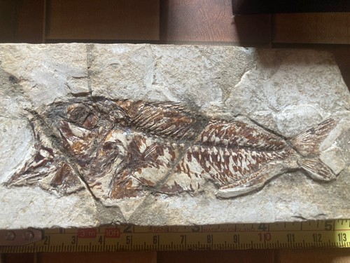 Seltenes eozän fossil - fossil, fisch