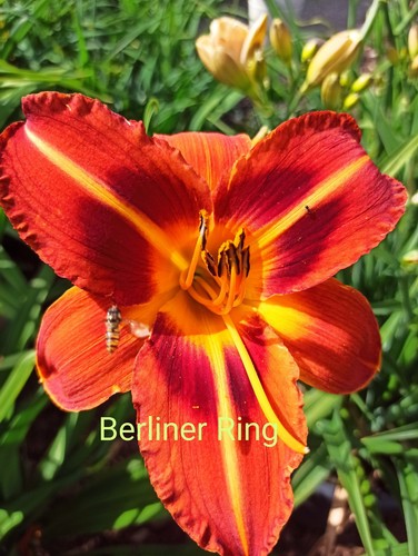 Taglilie berliner ring - berliner,