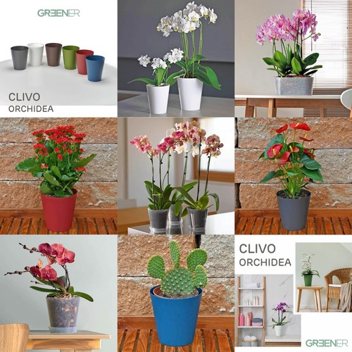 Orchideentopf blumentopf - orchideentopf,
