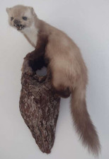 Marder Tierpräparat