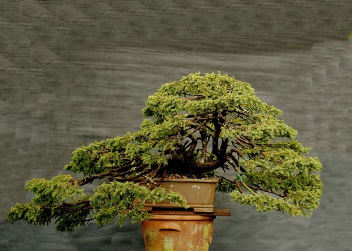 Bonsai outdoor winterhart