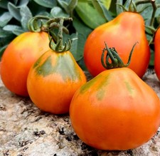 Tomaten Sammen 10 +  Sorte