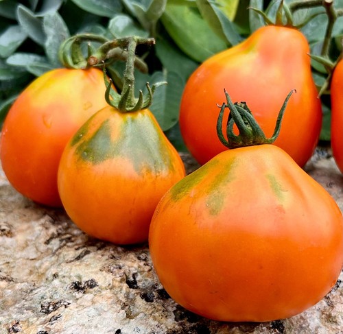 Tomaten sammen sorte - sammen, 10