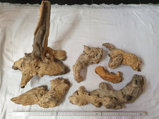 Set 6 Stück Wurzeln Mopani