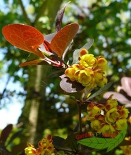 Blutberberitze Berberis Superba gelbe Blüten Honigduft 60-100 im Topf gewachsen