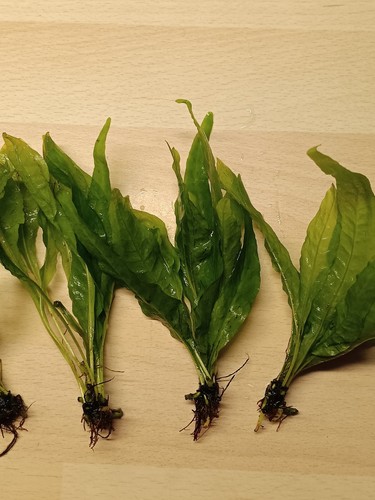Microsorum pteropus - , –