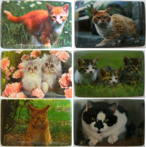 Kühlschrankmagnet katze - 1,