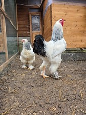 Brahma Weiss Columbia BRUTEIER