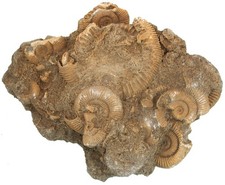 Lias  Schöne Stufe mit