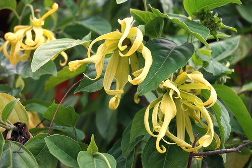 Samen exotische blüten - exotische,