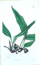 Antiker Botanischer Druck ASPIDISTRA LURIDA Curtis Original handkoloriert 1824