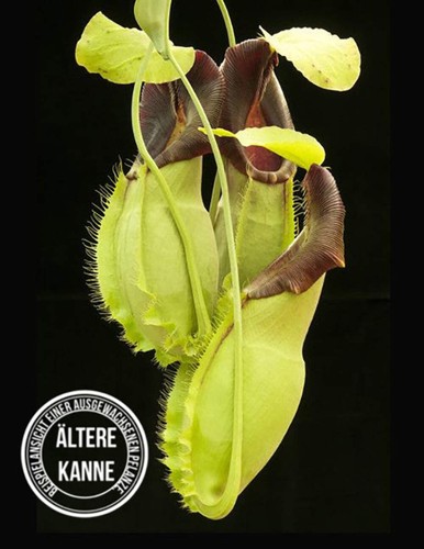 Nepenthes spathulata - ,