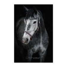 Anita Girlietainment Pferd Rubielle Poster 60x90 cm, One size, Weiß