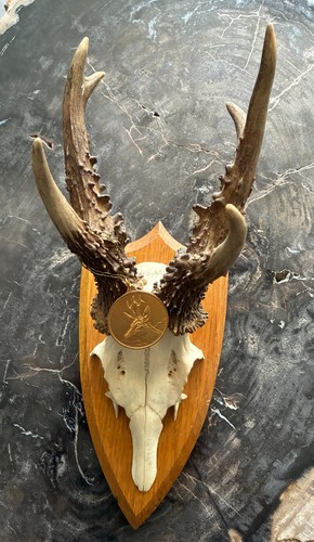 Rehbock gold medaille - medaille, trophäe