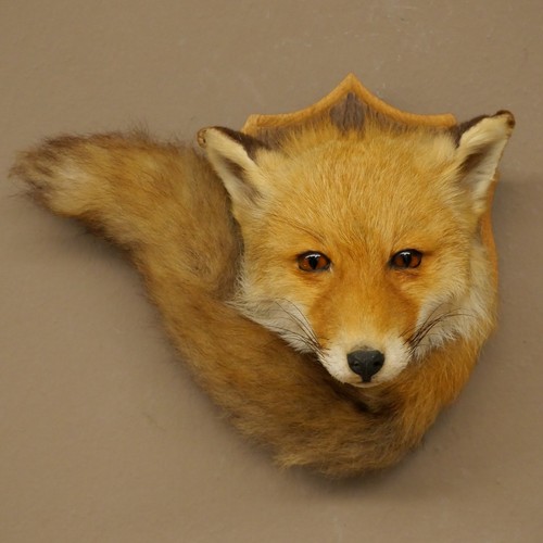 Fuchskopf mit lunte rotfuchs - fuchskopf,