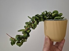 Hoya compacta Mauna Loa