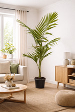 Alexandrapalme 160 200 - alexandrapalme, 160-200