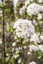 Viburnum burkwoodii 'Mohawk'