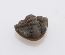 Trilobit, Calymene blumenbachi , Silur, Wenlock, Mulde Gotland, Schweden -L708