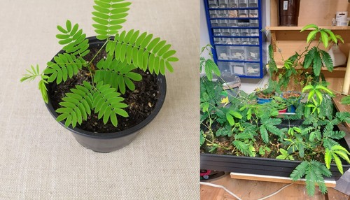Mimosa pudica lebende - 🌱mimosa,