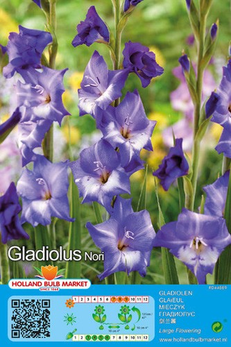 Gladiolen - (◕‿◕)\@,
