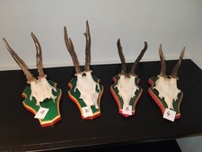 Schöne Reh - Geweih Rehbock