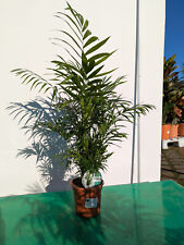 Chamaedorea elegans 90–120cm Bergpalme pflegeleicht luftreinigende Zimmerpflanze