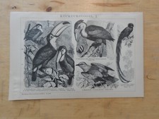 Genuine(1893) Woodblock Cuckoo