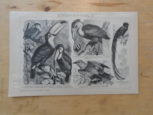 Orig holzstich - orig.(1893),