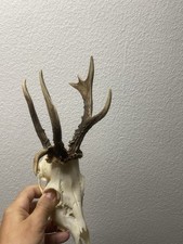 Rehbock Rehgeweih Abnorm