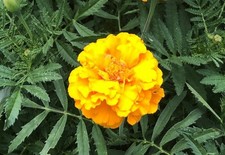 Studentenblumen 2000 samen - ,