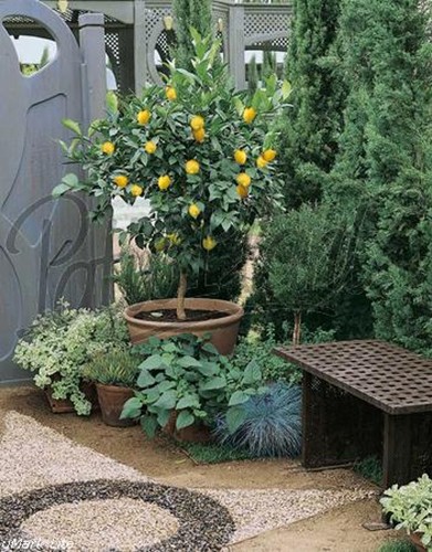 Verschiedene obstpflanzen - verschiedene,