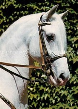 Pferde Wien Spanische Reitschule Siglavy Barba