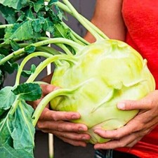 50 + Samen Kohlrabi "Gigant"