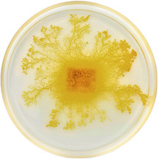 2x Physarum Polycephalum